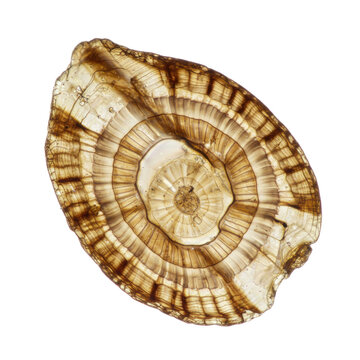 Perfectly preserved translucent crystalline mollusk statolith with intricate growth bands & micro-patterns, against a transparent background with shadowless studio lighting, scientific precision