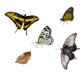 Set of different colorful butterflies (flying and sitting) isolated on white or transparent...