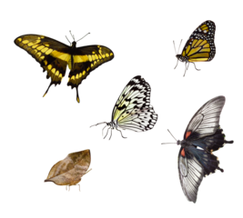 Set of different colorful butterflies (flying and sitting) isolated on white or transparent background
