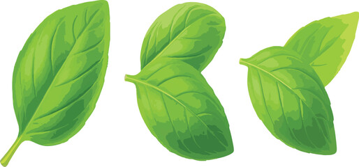 Three Vibrant Green Basil Leaves Isolated on White Background
