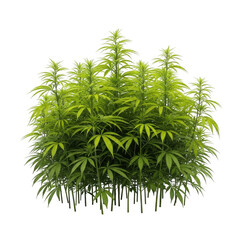 Obraz premium Vibrant green plant isolated on transparent background transparent background