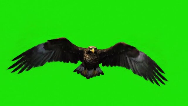 A majestic eagle flying with wings wide open, isolated on green screen.