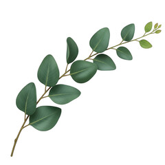 Obraz premium Green eucalyptus leaf branch isolated on transparent background transparent background