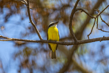 Obraz premium Bird Megarynchus pitangua known as neinei, nem nem, siriri, bentevi with a flat beak, similar to bem-te-vi