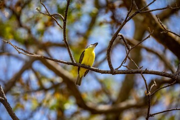 Bird Megarynchus pitangua known as neinei, nem nem, siriri, bentevi with a flat beak, similar to...