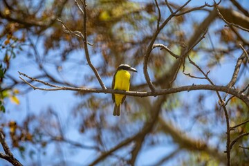 Bird Megarynchus pitangua known as neinei, nem nem, siriri, bentevi with a flat beak, similar to...