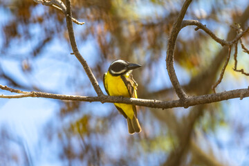 Bird Megarynchus pitangua known as neinei, nem nem, siriri, bentevi with a flat beak, similar to...
