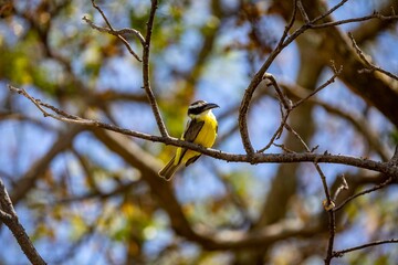 Bird Megarynchus pitangua known as neinei, nem nem, siriri, bentevi with a flat beak, similar to bem-te-vi