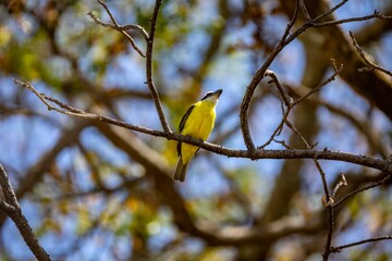 Bird Megarynchus pitangua known as neinei, nem nem, siriri, bentevi with a flat beak, similar to...