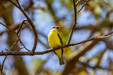Naklejka premium Bird Megarynchus pitangua known as neinei, nem nem, siriri, bentevi with a flat beak, similar to bem-te-vi