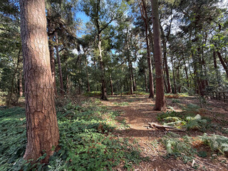 A tranquil forest scene is captured with tall trees and dappled sunlight creating patterns on the forest floor. With a mixture of ferns and small plants lining the path in, St Ives, Bingley, UK