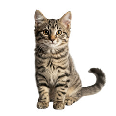 Obraz premium Adorable tabby kitten sitting upright with striking eyes and striped fur portrait transparent background