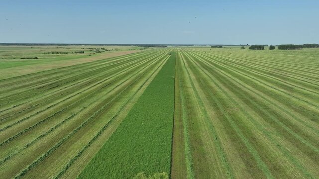 Top view of a combine harvester collecting crops. 