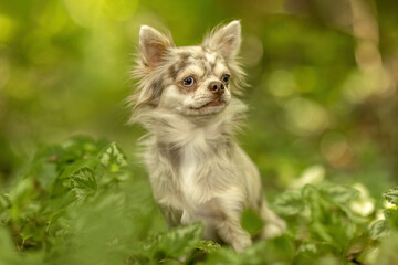 Obraz premium Fawn merle longhaired Chihuahua sitting in green forest with natural bokeh background