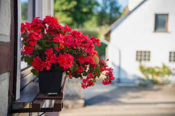 A potted plant with red flowers sits on a windows sill