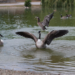 geese