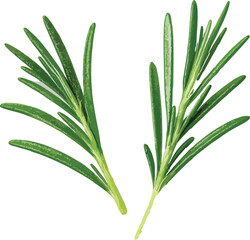 Two Sprigs Fresh Green Rosemary Herb Isolated White Background