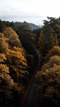 Ultra-Realistic Drone View of Picturesque Autumn Forest Road