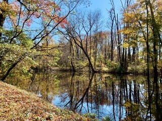 Beautiful autumn woodland reflected in a calm pond under a clear blue sky. Vibrant fall foliage...