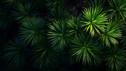 Fototapeta premium Lush Green Tropical Palms with Bright Sunlight in Natural Jungle Setting