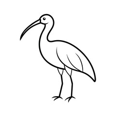 Black Headed Ibis Outline on White Background