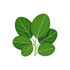 Fresh Spinach Leaves Vector Illustration. Organic Green Vegetable Icon.
