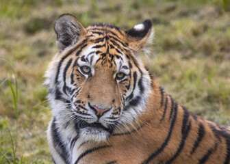 Amur tiger portrait