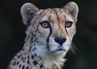 Cheetah close up portrait