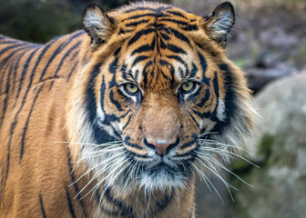 portrait of a Sumatran tiger
