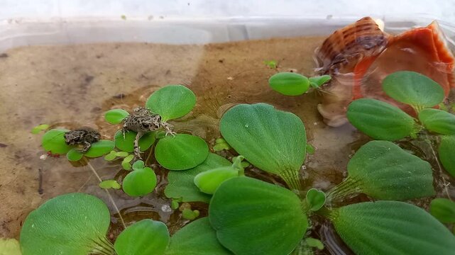 Small European green toads in plastic terrarium with pond that imitates natural habitat. Fauna of Ukraine. Amphibians