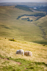 Obraz premium amazing view of the Animals and landscape in Bannau Brycheiniog National Park, Brecon Beacons, South Wales