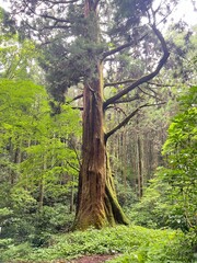 Obraz premium Mossy Giant Amongst Ferns and Trees