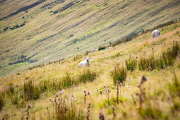 amazing view of the Animals and landscape in Bannau Brycheiniog National Park, Brecon Beacons,...