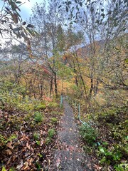 Obraz premium Autumn Forest Walk