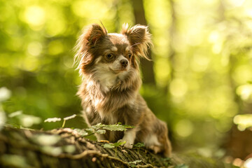 Chocolate tan white longhaired Chihuahua portrait in forest nature setting