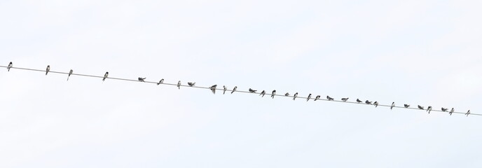 Swallow, western house martin on wire (Delichon urbicum), birds of Montenegro