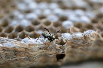 Wax honeycomb of rare tropical wasp nest with larvae and youn
