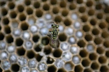 Wax honeycomb of rare tropical wasp nest with larvae and youn