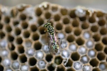 Wax honeycomb of rare tropical wasp nest with larvae and youn