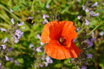 Bright orange poppy flower surrounded by purple blossoms and buzzing bees in a sunny garden during springtime