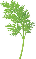 Fresh Green Cilantro Sprig Isolated White Background
