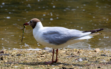 A back headed gull has just caught an Emperor dragonfly.