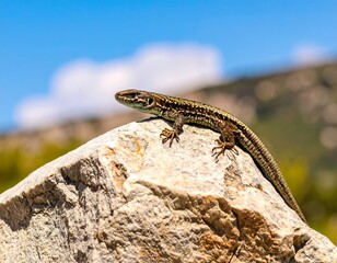 Obraz premium Lizard on a rock against a clear sky