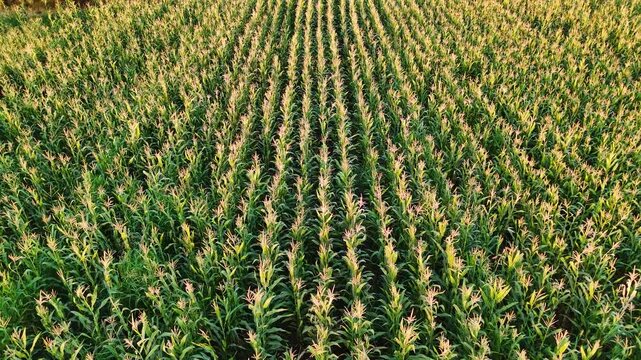 Top-down drone footage slowly moving over a field of tall corn plants this 4K video provides a detailed look at the crops showcasing the patterns and textures of a healthy harvest