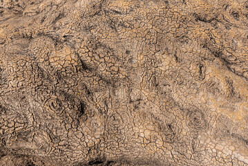 Close-Up of Cracked Tree Bark Texture with Natural Patterns