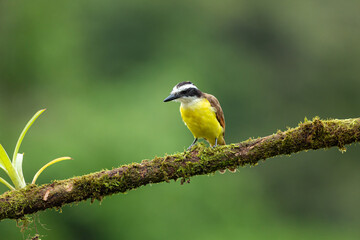 Great kiskadee (Pitangus sulphuratus) perched on a mossy branch in Costa Rica