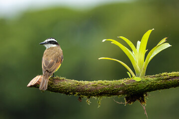Great kiskadee (Pitangus sulphuratus) perched on a mossy branch in Costa Rica