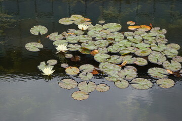 Artificial pond with water lilies on the surface