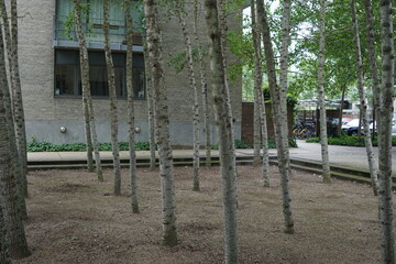 Denmark, Copenhagen. Modern urban landscape design, integrates slender light-barked trees in permeable paving with contemporary brick-and-glass buildinfs to create harmonious green spaces in cities