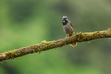 Buff-throated saltator (Saltator maximus) perched on a mossy branch in Costa Rica